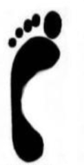 <p><span>Why is the foot shaped this way</span></p>