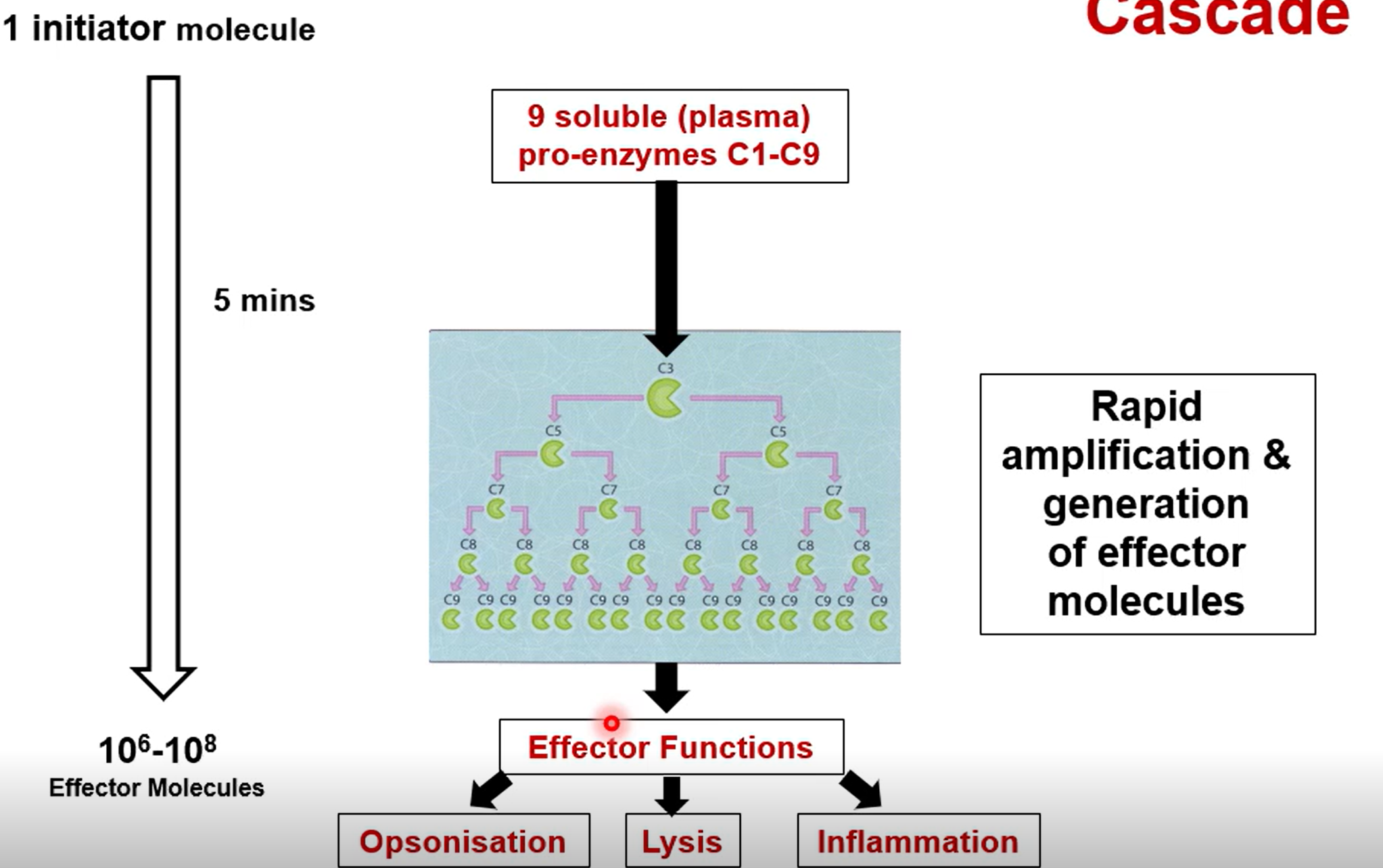 <p>A small number of enzymes triggering a large scale response via amplification</p>