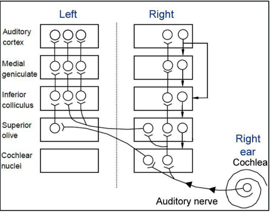 <p>AKA <strong>azimuth</strong></p><p>Starting at the <u>superior olive</u>, ascending auditory structures get input from both ears (i.e. binaural input) → i<strong>nputs from ears combined for sound localization </strong></p>