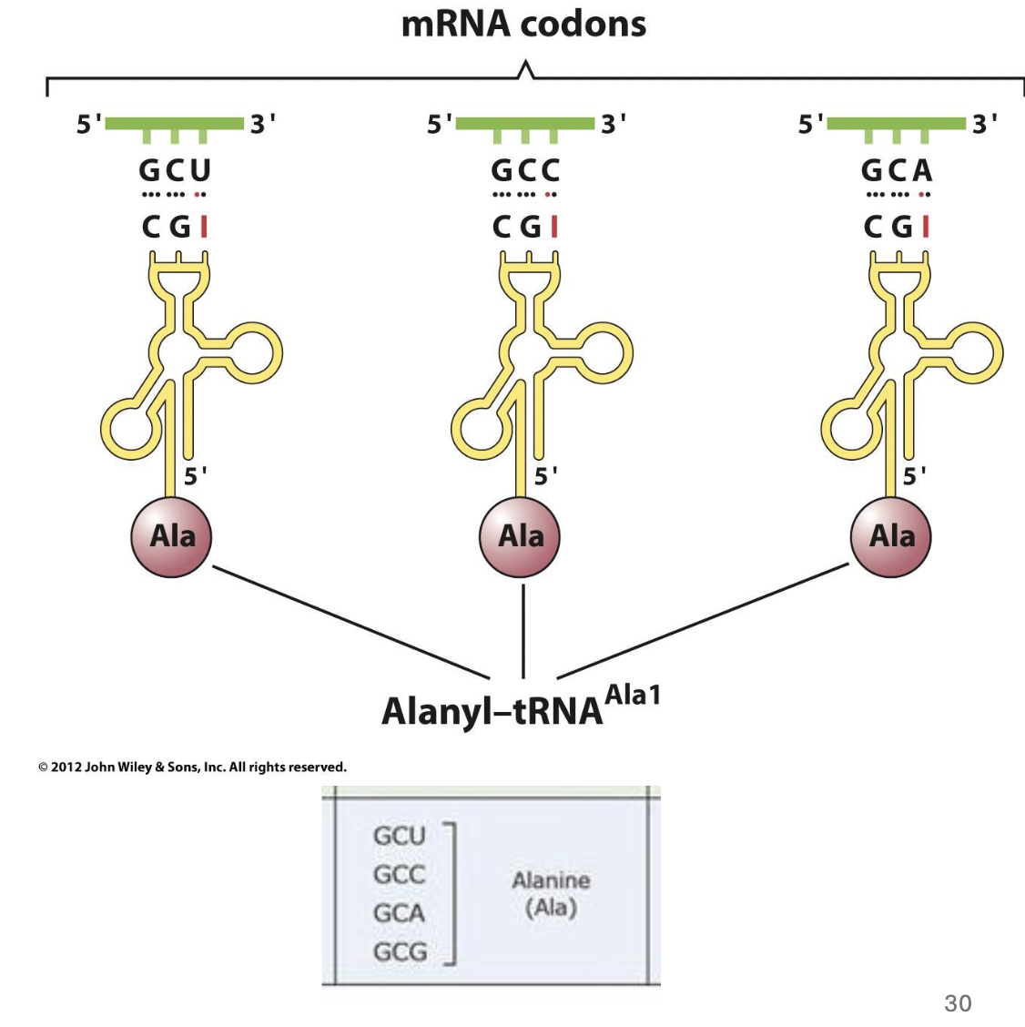 <p>some tRNAs recognize more than one codon</p><ul><li><p>the 3’ nucleotide in the codon often doesn’t add specificity to the codon</p></li><li><p>the nuc in the wobble position of the tRNA (the last one in the codon, 5’ end of tRNA molecule) is often modified</p><ul><li><p>modified A,U,G, or C  (w diff groups and stuff on them) → so it can bind to other things too since the last one usually doesn’t make a diff</p></li></ul></li></ul><p></p>