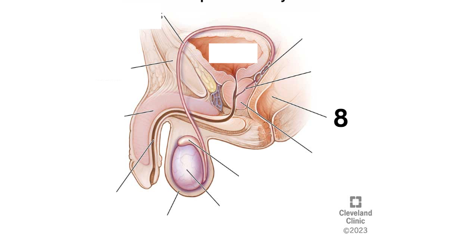 <p>Identity this male reproductive system (marked with 8)</p>