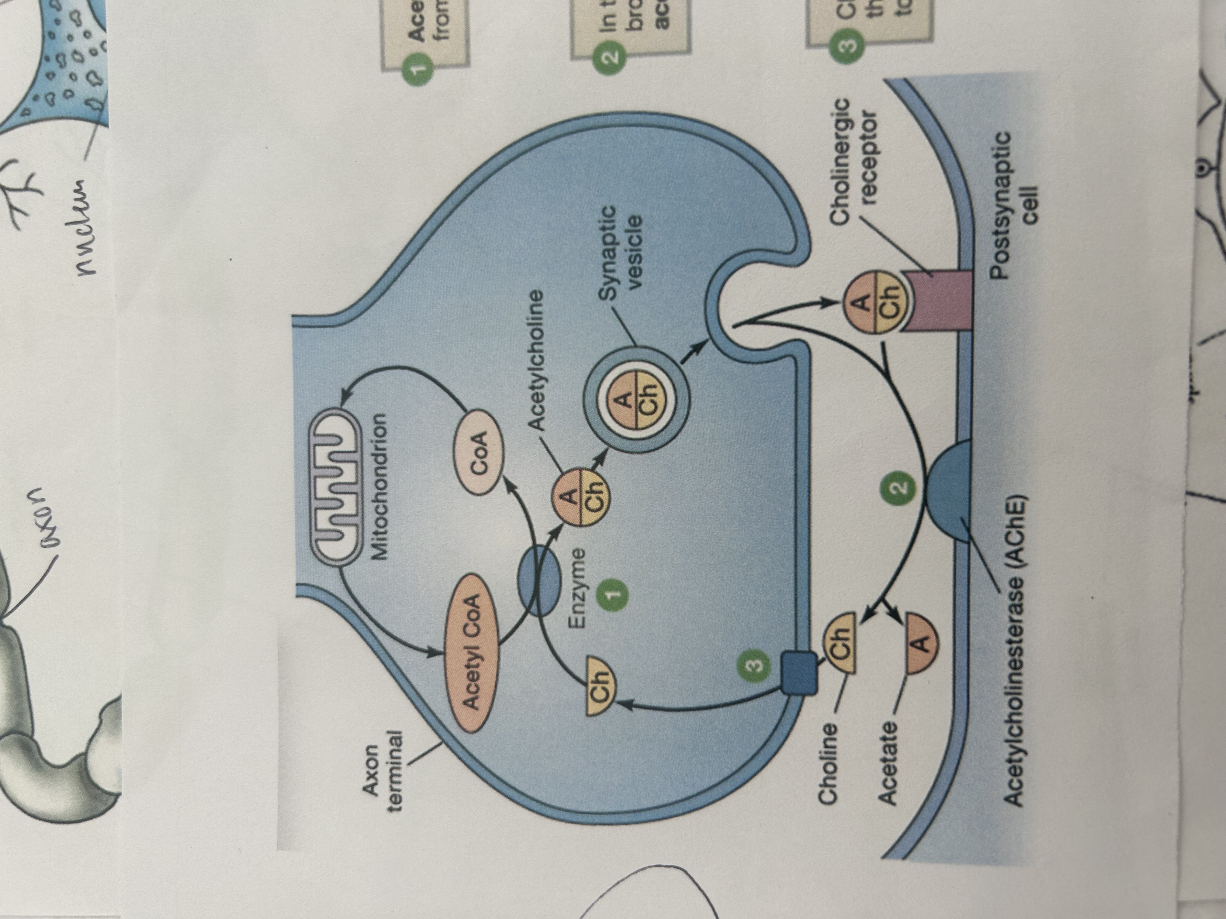<p>what happens when no more impulses are arriving at the synapse?</p>