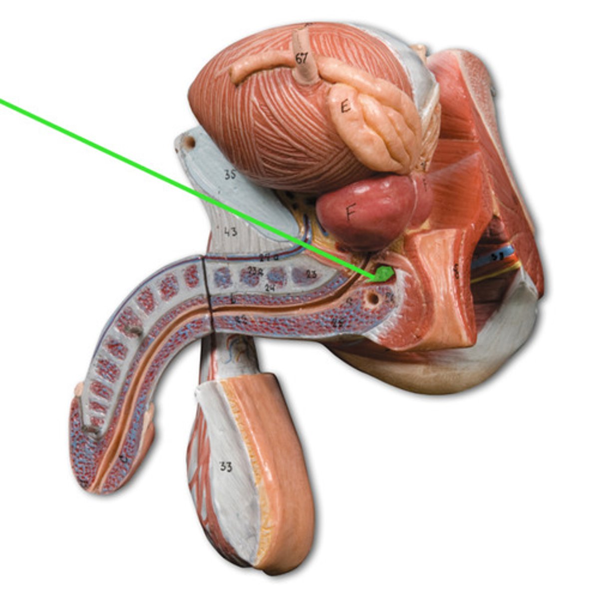 <p>the two glands below the prostate that secrete a sticky fluid that becomes a component of semen</p>