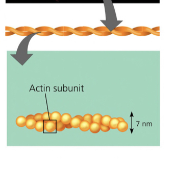 <ul><li><p>Two  (2 double stranded) actin dimers/deactin </p></li><li><p>Works with myosin (protein) for muscle movement</p></li></ul>