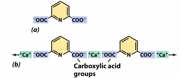 <p>Capteert Ca2+</p><p>Aanwezig in endospore, maar NIET in vegetatieve bacteriën</p><p>Draagt bij aan hittebestendigheid vanwege het zeer lage watergehalte</p>