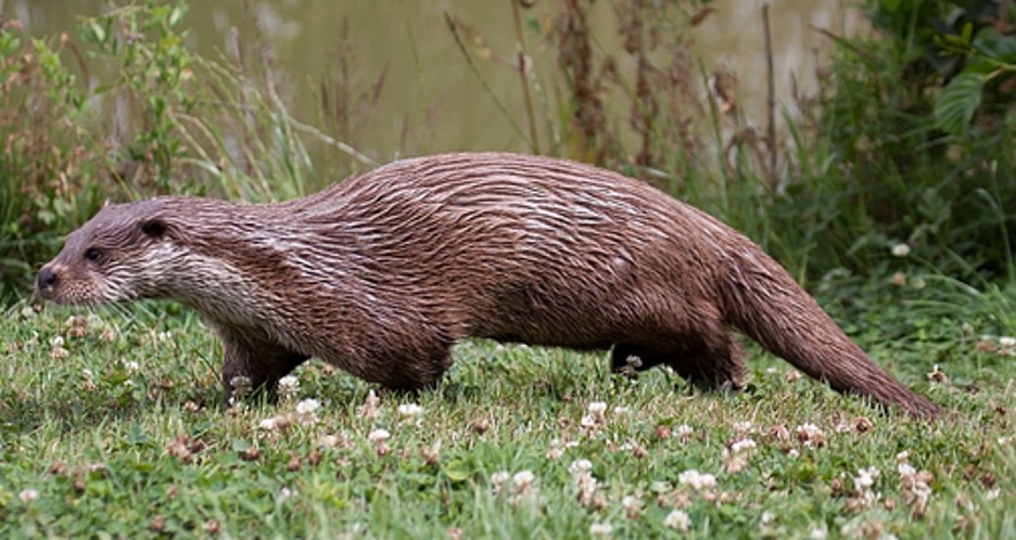 <p>zařaď živočicha do systému</p><p>Třída - řád - čeleď - druh čeština (latina)</p>