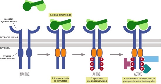 <ul><li><p>most numerous type of enzyme-linked receptor</p></li><li><p>91 types</p></li><li><p>Intermediate speed &amp; duration</p></li></ul><p></p>