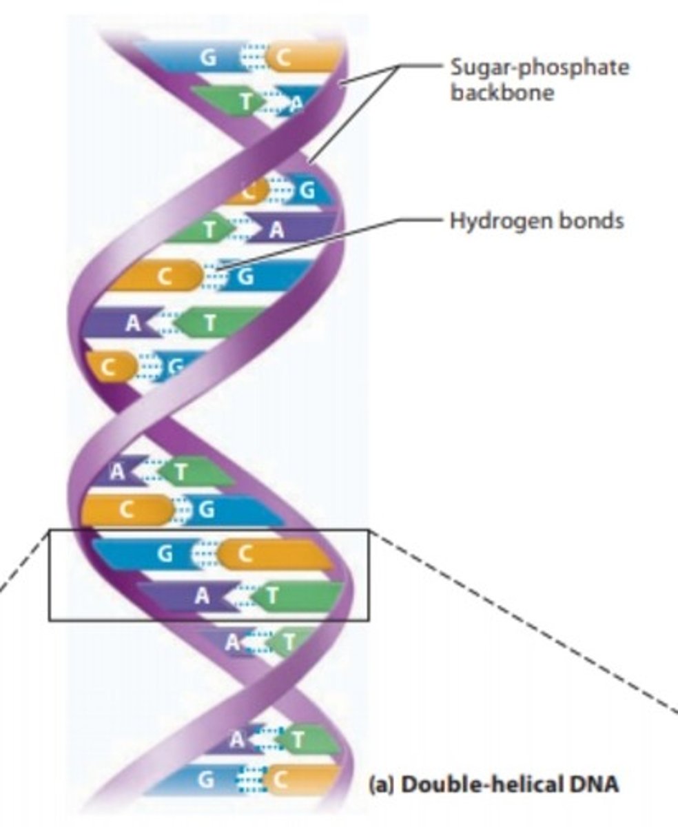 <p>double-stranded nucleic acid that stores genetic information</p>