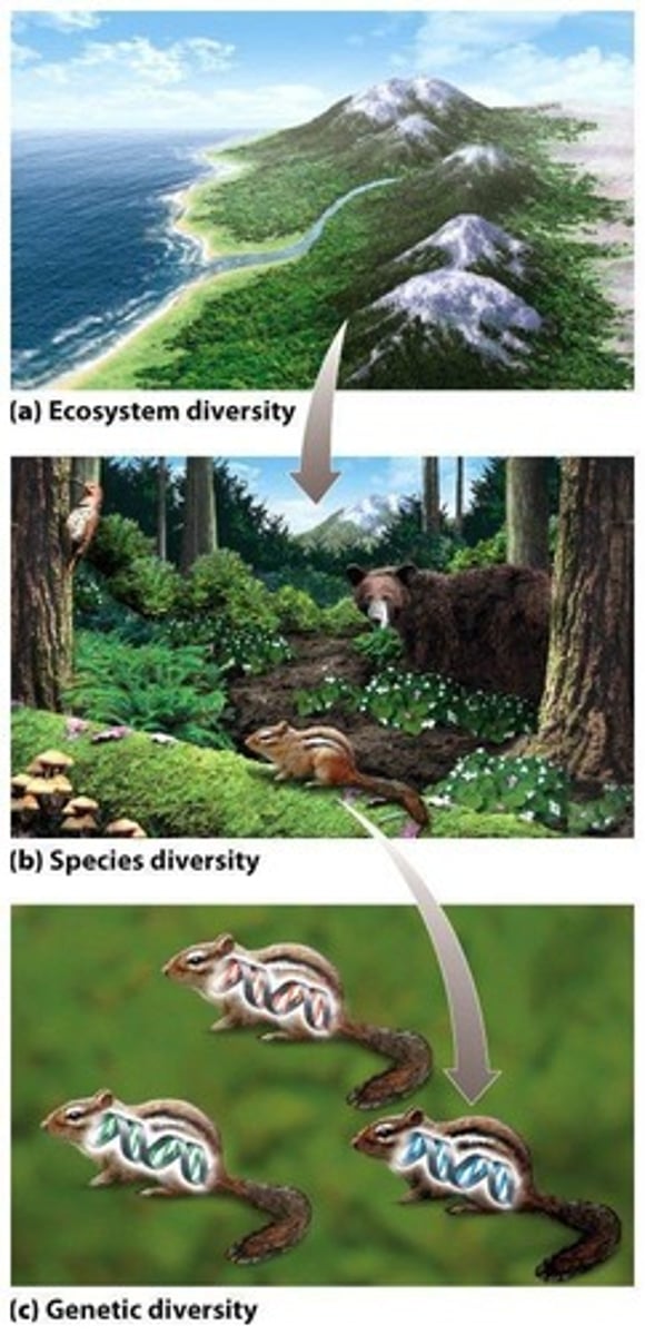 <p>Number and balance of species in ecosystems.</p>