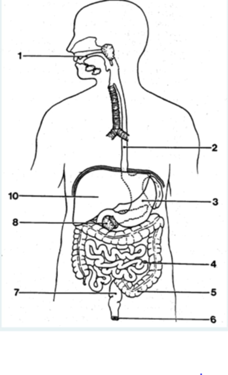 <p>DEFINITION</p><p>Identify organ 10</p>