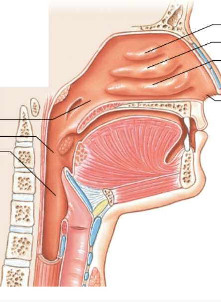 <p>What is the middle left arrow pointing at?</p>