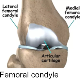 <p>Smooth, rounded articular process</p>