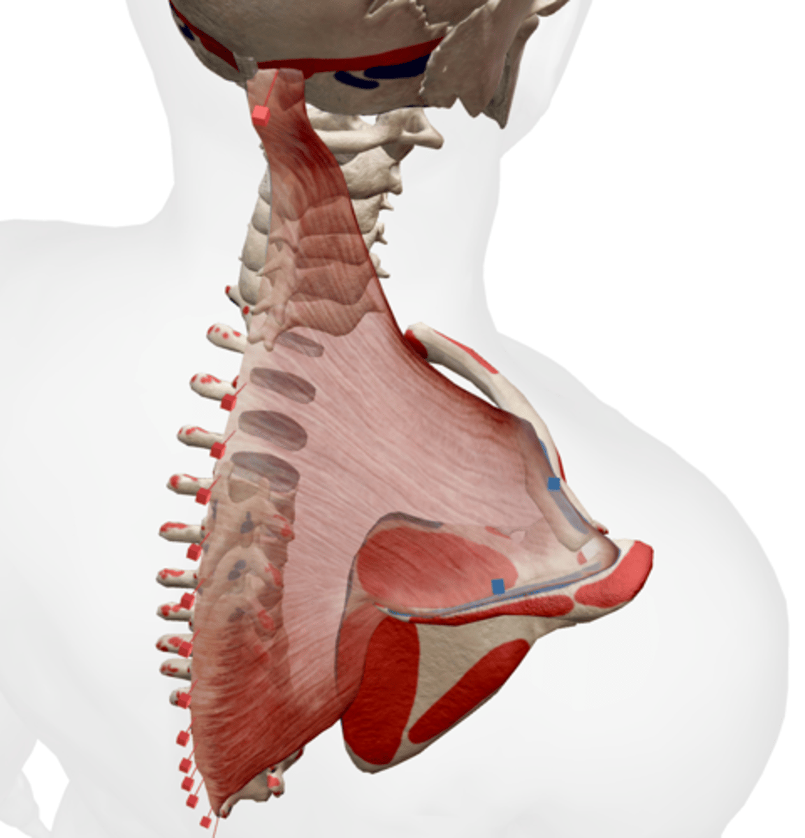 <p>superior nuchal line of occipital bone, ligamentum nuchae, and spines of C7 and T1-T12</p>