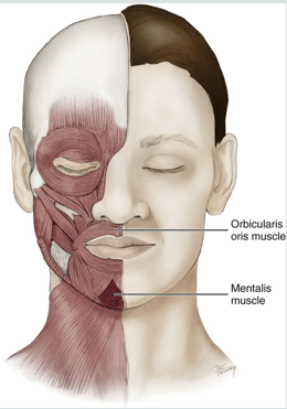 <ul><li><p>a muscle of facial expression</p></li><li><p><strong>works to protrude the lower lip (pouting) </strong></p></li><li><p><strong>raises the skin of the chin</strong></p></li><li><p>it is the only elevator of the lower lip and chin</p></li><li><p>provides vertical support for the lower lip</p></li></ul><p></p>