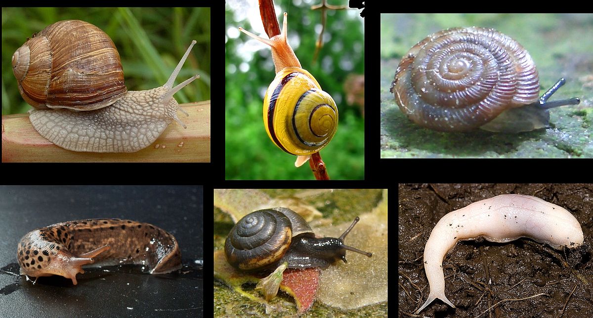 <ul><li><p>“Lung snails,” terrestrial snails + slugs </p></li><li><p>Vascular mantle cavity - “lung” </p></li><li><p>Some ciliary movement, but largely through pedal waves </p></li><li><p>Can only move forward, uses a mucus trail  </p></li></ul><p></p>