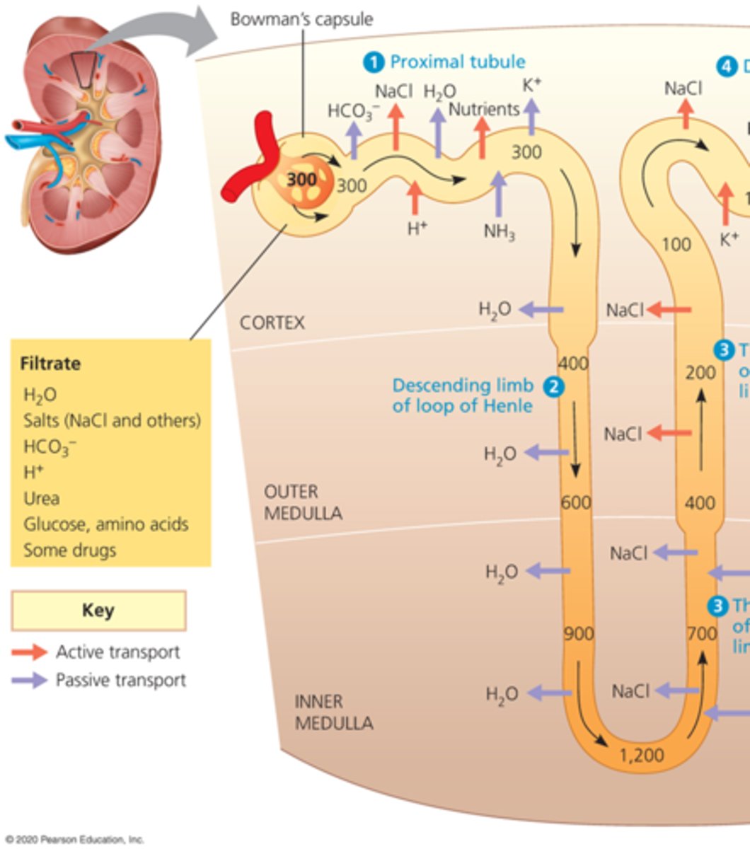 <p>permeable to ions, but not water. The ions released stay in the tissues because the body wants them.</p>