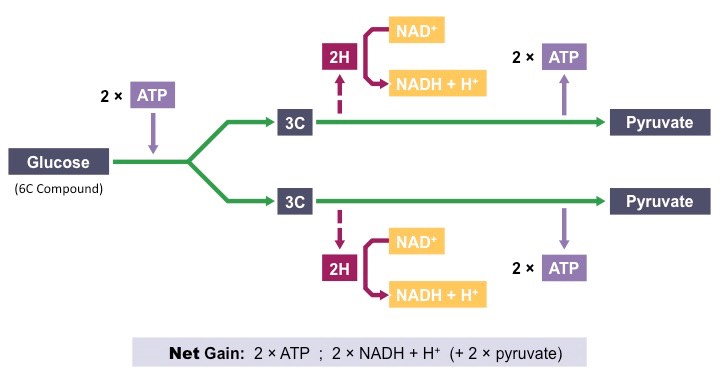 <p>General idea: In the process of glycolysis, glucose (6-C) is broken into two molecules of pyruvate (3-C). Additionally, small yield of ATP (net gain of 2 ATP molecules per 1 glucose) and 2 hydrogen carriers (NADH) from its oxidised precursor NAD+.</p><ol><li><p>Phosphorylation</p><ul><li><p>hexose sugar (typically glucose) is phospholyrated by two molecules of ATP to form a hexose diphosphate</p></li><li><p>it makes the molecule less stable and more reactive, as well as prevents its diffusion out of the cell</p></li></ul></li><li><p>Lysis</p><ul><li><p>the hexose biphosphate (6-C) is split into two tripse phosphates (3-C)</p></li></ul></li><li><p>Oxidation</p><ul><li><p>hydrogen atoms are removed from each of the 3C sugars (via oxidation) to reduce NAD+ to NADH + H+</p></li><li><p>two molecules of NADH are produced (one from each 3C sugar)</p></li></ul></li><li><p>ATP formation</p><ul><li><p>some energy released from the sugar intermediates is ised to directly synthesize ATP in a process called substrate level phosphorylation</p></li></ul></li></ol><p>Net gain of glycolysis is: 2 pyruvate molecules, 2 NADH + H+ and 2 ATP molecules</p>