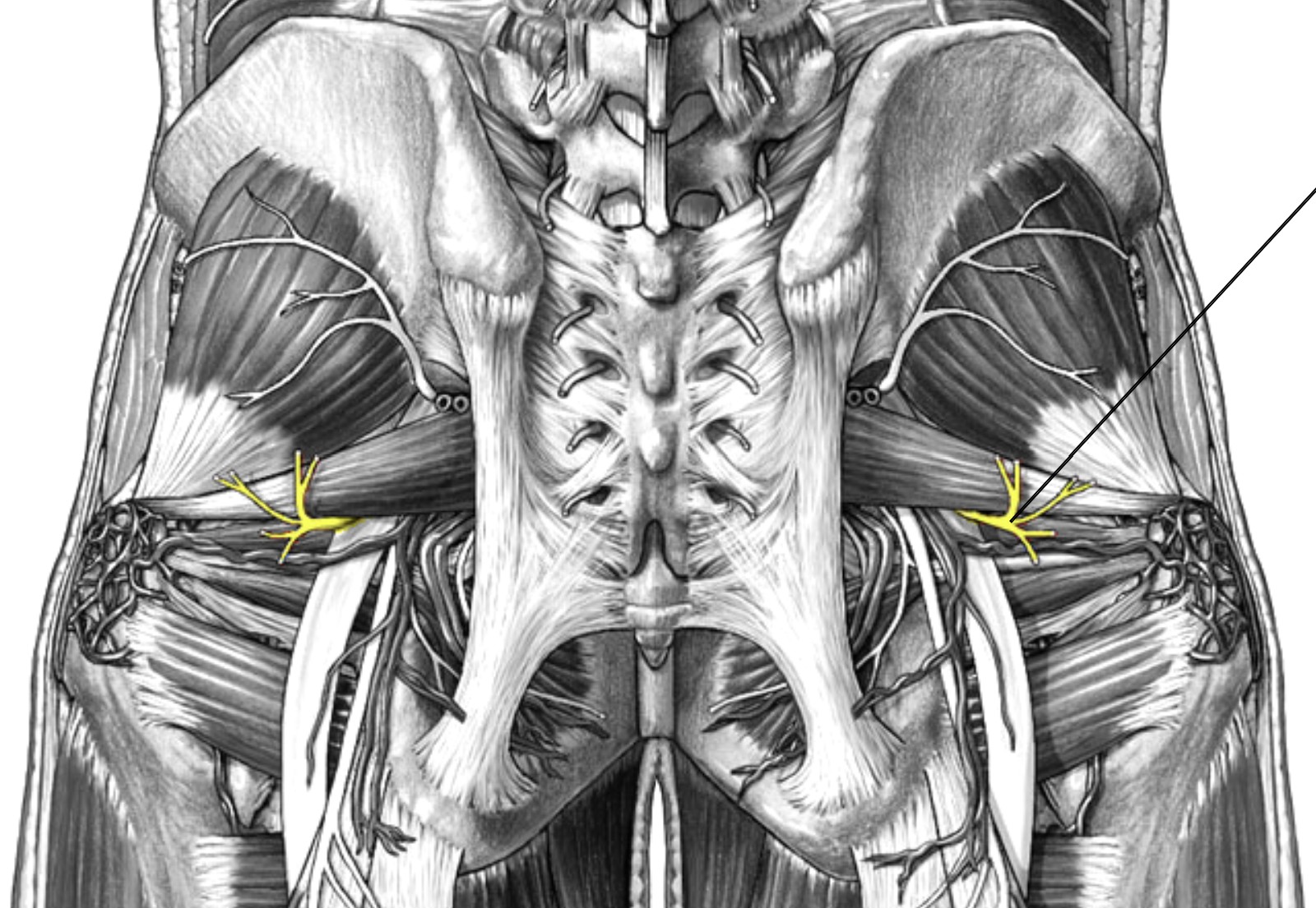 <p>Which nerve of the sacral plexus is:</p><ul><li><p>Travels through the greater sciatic foramen and underneath the piriformis</p></li></ul><p></p>