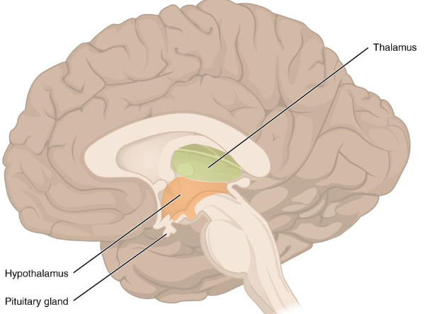 <ul><li><p>between midbrain and cerebrum</p></li><li><p>3rd ventricle in diencephalon</p><ul><li><p>READ DESCRIPTIONS OF DIENCEPHALON CAREFULLY</p></li></ul></li><li><p>integrates conscious &amp; unconscious sensory information and motor commands</p></li><li><p>consists of epithalamus, thalamus, and hypothalamus</p><ul><li><p>INTERMEDIATE MASS OF THE THALAMUS that extends through third ventricle</p></li></ul></li></ul><p>Epithalamus</p><ul><li><p>above third ventricle and consists of pineal body and posterior commissure</p></li><li><p>pineal body/gland</p><ul><li><p>endocrine gland that produces the hormone melatonin</p></li><li><p>posterior commissure connects cerebrum with midbrain</p></li><li><p>Habe nuclei of the epithalamus are involved in emotional responses to some odors</p></li></ul></li></ul><p>Thalamus </p><ul><li><p>relay station for sensory and motor impulses to and from the cerebral cortex</p></li><li><p>involved in pain perception, temp perception memory, touch, ext.</p></li><li><p>part of the limbic system (emotional brain that affects memory)  READ THE BOOK</p></li></ul><p>Hypothalamus</p><ul><li><p>structure responsible for maintaining homeostasis</p></li><li><p>affect body structures through autonomic nervous system &amp;/or endocrine system</p></li><li><p>controls food intake, concentration of the blood, concentration of urine, etc. READ BOOK</p></li></ul><p></p>