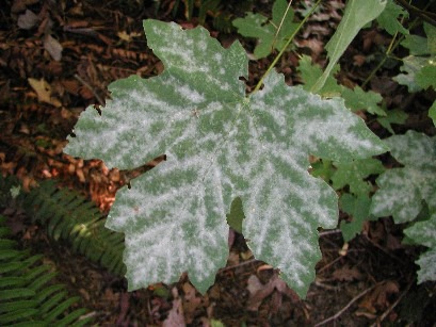 <p>A type of fungus that affects plants or grows on inanimate objects, but does not cause human infections in the salon.</p>