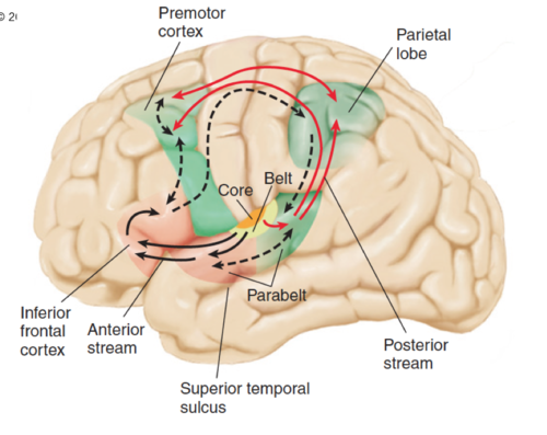 Analysis of complex sounds (what) TO THE FRONTAL LOBE