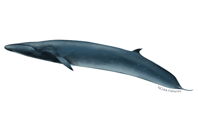 What’s the scientific name of the sei whale?