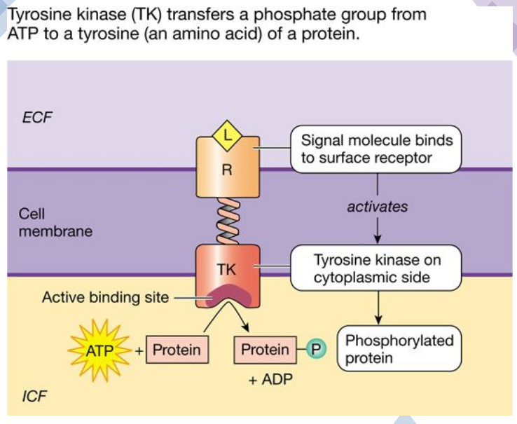 <p>Catalytic receptors that have 2 regions:</p><ul><li><p>A receptor region on the extracellular side of the cell membrane</p></li><li><p>An enzyme region on the cytoplasmic side</p></li><li><p>Ligand binding to the receptor activates the intracellular enzyme</p></li><li><p>Catalytic receptor enzymes include protein kinases</p></li></ul><p></p>