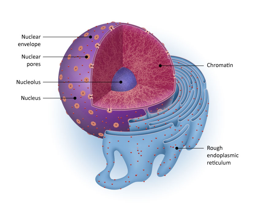 <p>Small openings in the nuclear envelope that allow the transport of molecules between the nucleus and the cytoplasm. </p>