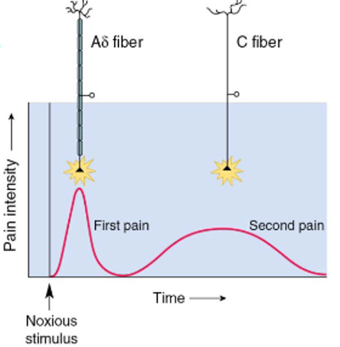 <p>Nociception is transmitted via Aδ and C axons, nociception is much slower than somatic touch.<br><br>Two distinct pain perceptions - first pain (fast, sharp) and second pain (slow, dull)</p>