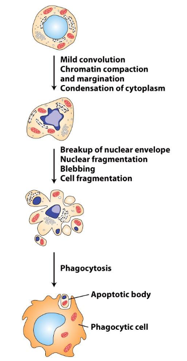 <p><strong>Apoptosis</strong> is characterized by:</p><ul><li><p class=""><strong>Shrinkage</strong> of cell</p></li><li><p class=""><strong>Blebbing</strong> (bulge/protrusion) of plasma membrane</p></li><li><p class=""><strong>Fragmentation</strong> of DNA and nucleus</p></li><li><p class="">Loss of attachment to other cells</p></li><li><p class=""><strong>Engulfment</strong> by phagocytosis</p></li></ul><p class=""><strong>Steps:</strong></p><ol><li><p class=""><strong>Mild convolution, chromatin compaction, and margination</strong></p><ul><li><p class="">DNA begins to unwind out of chromatin and clumps against the nuclear envelope</p></li><li><p class="">Margination: Organelles are pushed to one side of cell</p></li></ul></li><li><p class=""><strong>Condensation of cytoplasm</strong></p><ul><li><p class="">Cytoplasm shrinks and becomes more compact</p></li></ul></li><li><p class=""><strong>Breakup of nuclear envelope</strong></p><ul><li><p class="">Nuclear envelope begins to break down</p></li></ul></li><li><p class=""><strong>Nuclear fragmentation</strong></p><ul><li><p class="">Nuclear material fragments into smaller pieces</p></li></ul></li><li><p class=""><strong>Blebbing</strong></p><ul><li><p class="">Plasma membrane bulges or protrudes</p></li></ul></li><li><p class=""><strong>Cell fragmentation</strong></p><ul><li><p class="">Cell breaks apart into smaller apoptotic bodies</p></li></ul></li><li><p class=""><strong>Phagocytosis</strong></p><ul><li><p class="">Apoptotic bodies are engulfed by phagocytic cells</p></li></ul></li></ol><p></p>