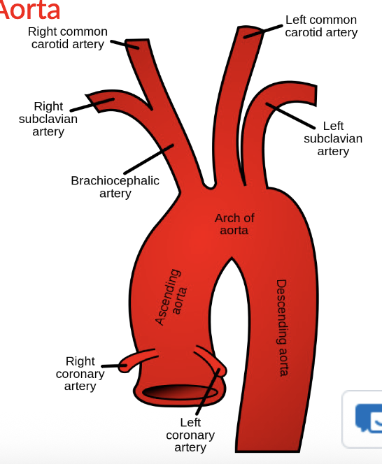 <p>what comes off of Brachiocephalic trunk?</p>