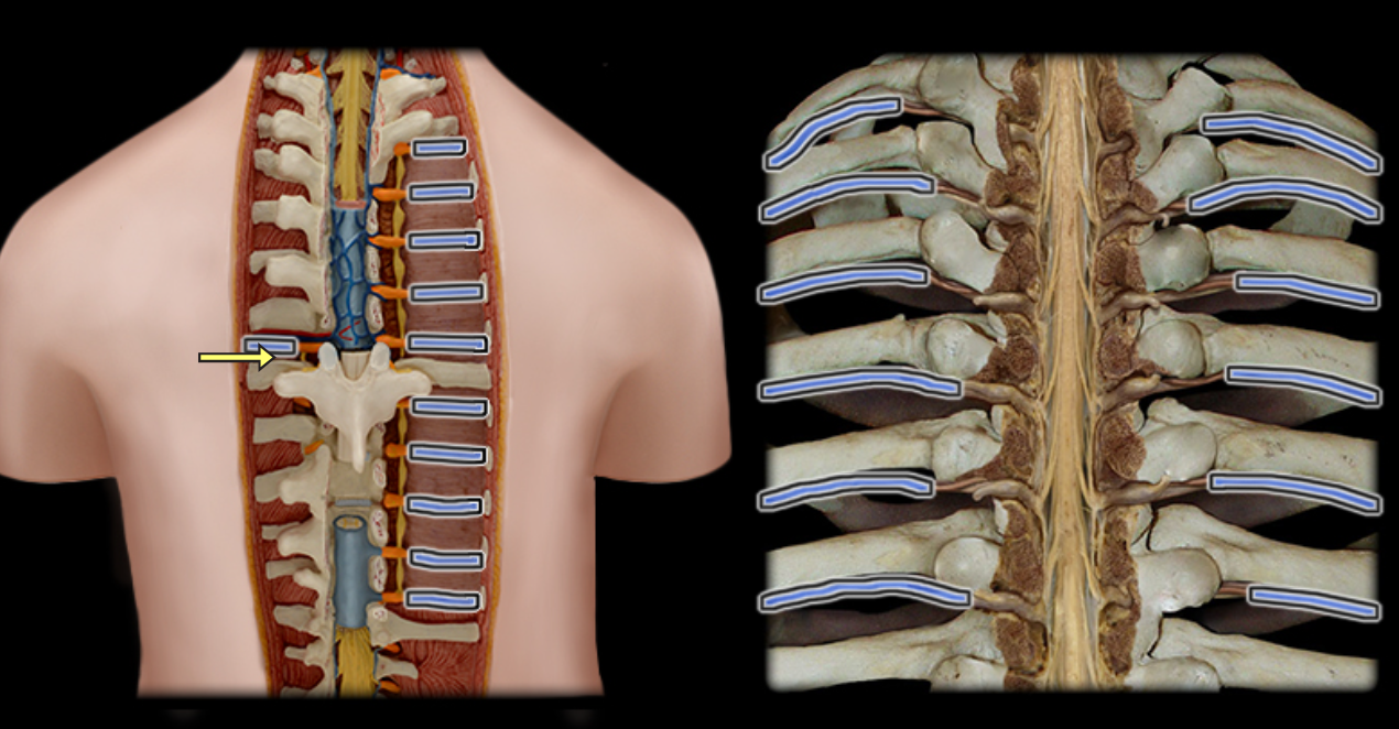 <p>Ventral rami of thoracic spinal nn.</p>