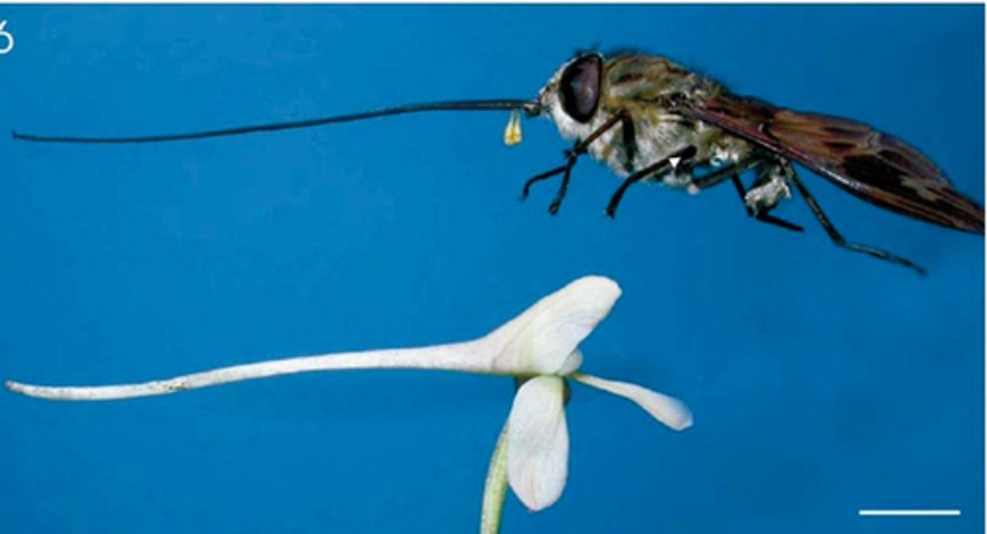 <p>Process by which two related species evolve in response to changes in each other</p>