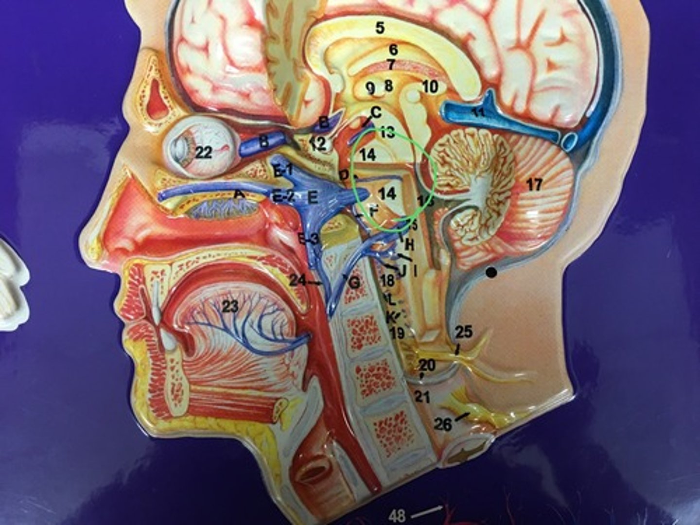 knowt flashcard image