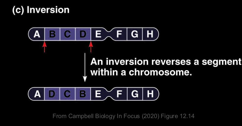 <ul><li><p>occurs when a fragment is inserted in the reverse direction </p></li><li><p>Copy number of each gene is normal but regulation of genes may be altered. </p></li><li><p>Potentially harmful to organism </p></li></ul><p></p>