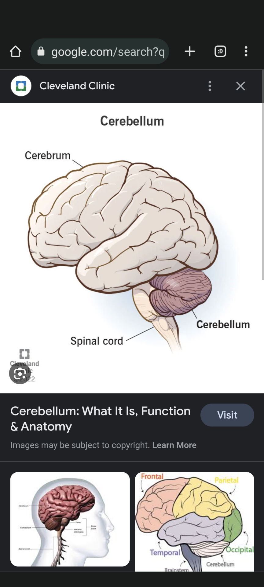 <p></p><ul><li><p>Description: Located at back of brain, coordinates movement, balance, posture.</p></li><li><p>Functions: Motor learning, cognitive functions.</p></li></ul>