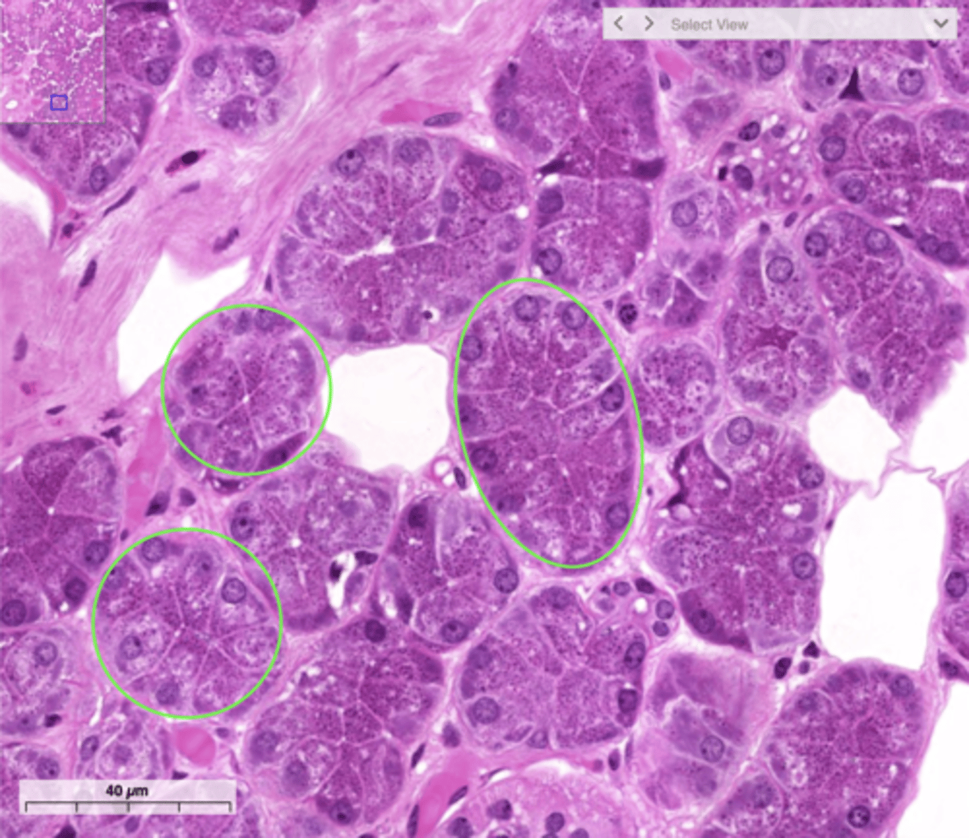 <p>secretory</p><p>primary saliva</p>