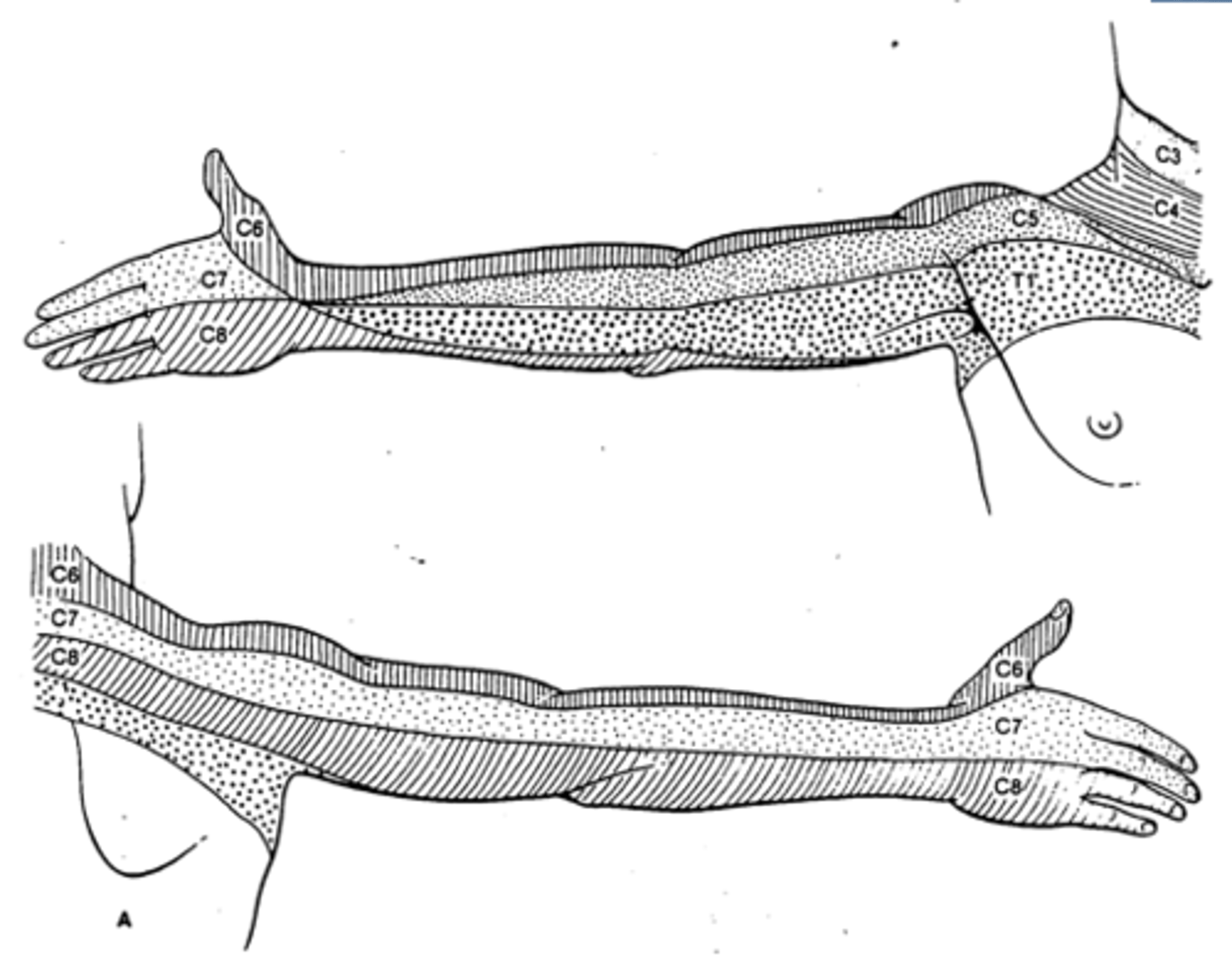 <p>In anatomical position, the upper-middle portion of the posterior arm and the first two fingers anteriorly and posteriorly.</p>