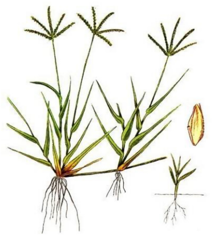 <p><strong>Star Grass - GRASSES</strong></p>