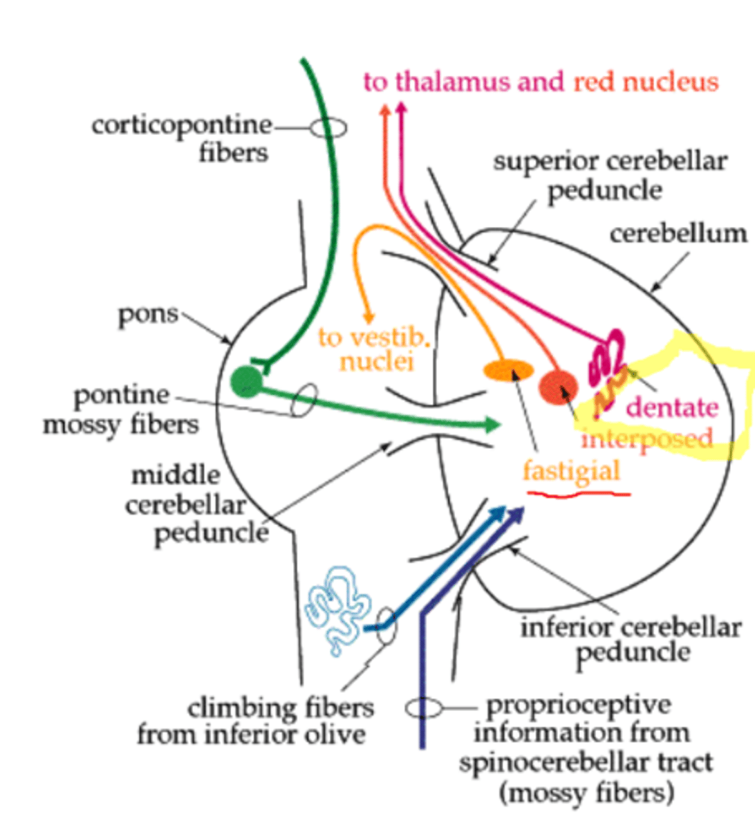 <p>❑ TELTS (fastigial) - galvenokārt saistīts ar līdzsvara regulāciju;</p><p>1) IESTARPINĀTAIS (interposed = globose (lodveida) + emboliform (korķveida))</p><p>2) ZOBAINAIS (dentate nuclei) - galvenokārt saistīts ar kustību regulāciju.</p>