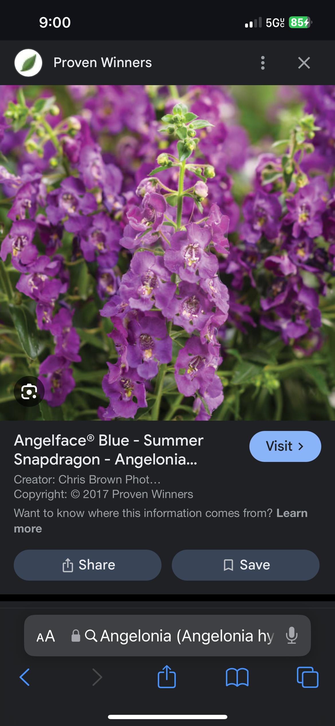 <p>Angelonia (Angelonia hybrid cv)</p>