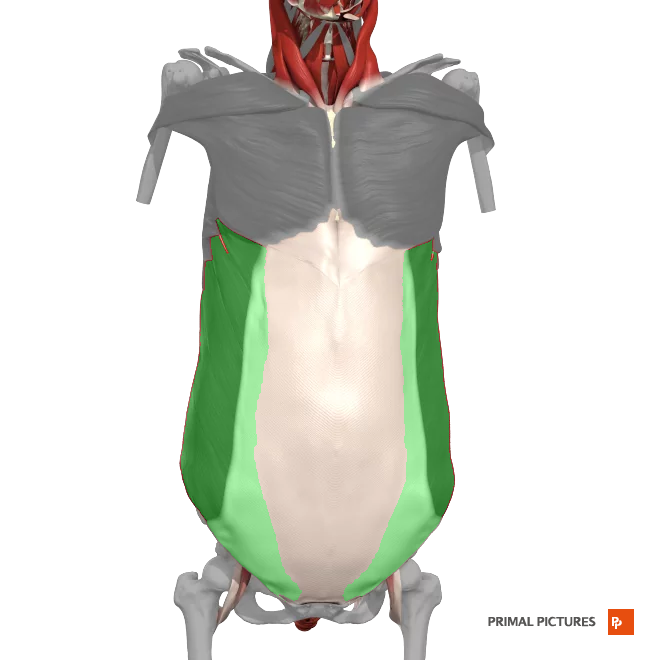 <p>Unilateral flexion of the trunk rotation of the trunk </p>