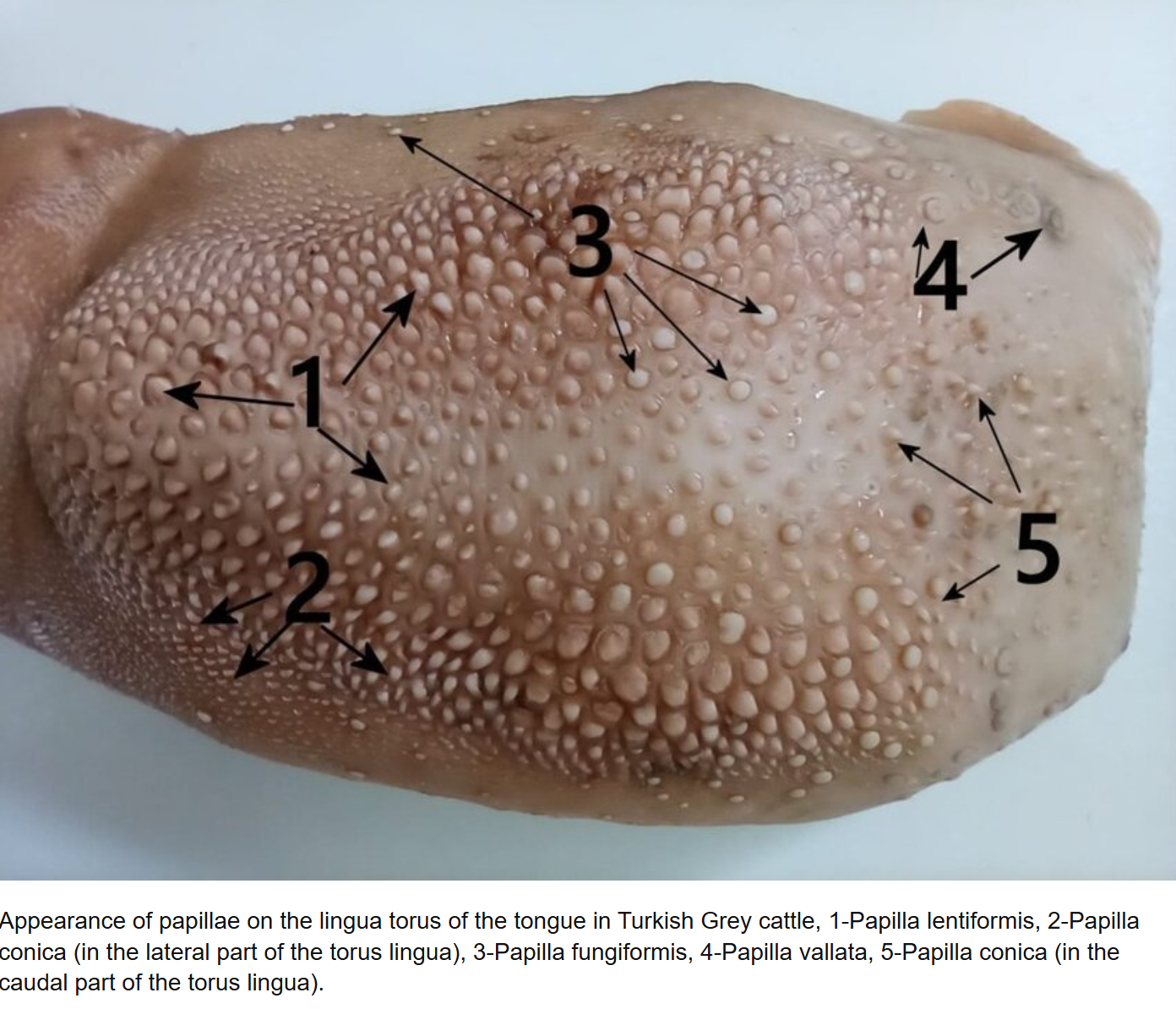 <ol><li><p>apex lingua</p></li><li><p>corpus lingua</p></li><li><p>radix linguae</p></li><li><p>Papillae fungiformes (<span>larger than filiformes, on borders of linguae and sometimes on the apex ventral surface (under)</span></p></li><li><p><span>fossa linguae (seen in ru)</span></p></li><li><p><span>torus linguae (seen in ru)</span></p></li><li><p><span>papillae foliatae (on borders of radix, consisting of parallel leaves of CT which are separated by small furrows, absent in ru)</span></p></li><li><p><span>papillae filiformes (on dorsum of tongue, soft in eq, ca + su or horny in ru + fe threads directed caudally)</span></p></li><li><p><span>dorsum linguae (surface of tongue, opposite of hard palate)</span></p><ul><li><p>facies ventralis linguae is the other, where frenulum linguae (the string) arises. </p></li><li><p>margo linguae (ventral surface + dorsum meets here)</p></li></ul></li><li><p>papilla vallatae (on dorsum rostrally to radix, surrounded by circular cleft, larger than fungiformis)</p><ul><li><p>in car: 2-3, bo: 8-18, small ru: 12-24 on radix. </p></li><li><p>in eq + su → present one pair of big papilla vallatae. </p></li></ul></li></ol><p></p>