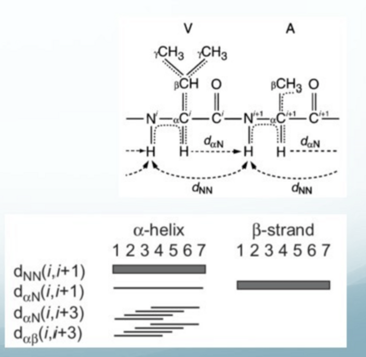 <p>strong nOe between NH of residue i and NH of residue i + 1 for an alpha helix, but not in beta helix</p><p>strong nOe between proton on alpha C or residue i and the NH residue of i+1 in beta sheet</p><p>can be used to set distance restraints but need a reference distance for residues</p>