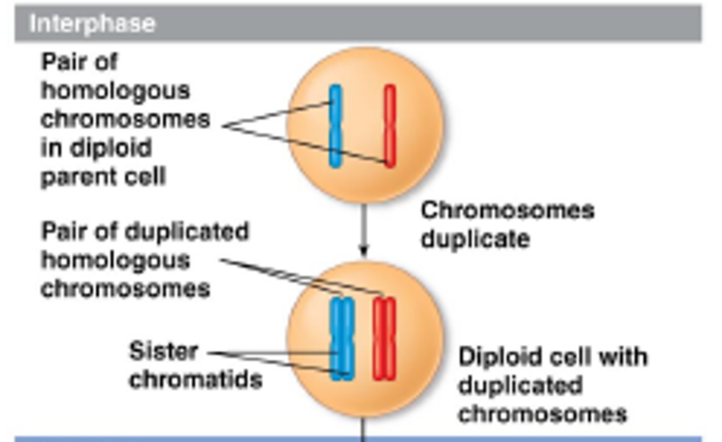 <p>chromosomes are replicated, thus, each consists of two identical chromatids held together at the centromere</p>