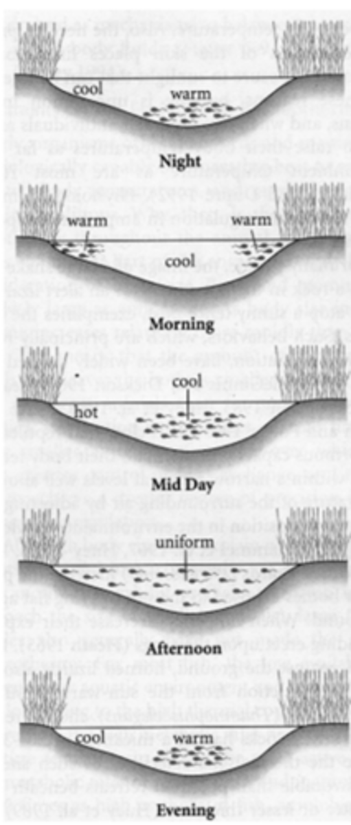 <p>- Orientation du corps par rapport au soleil</p><p>- Avantage de la bipédie : moins d'exposition au soleil mais plus vent</p><p>- Changement du choix de microhabitat dans un lac</p>