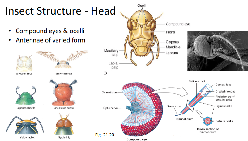 <ul><li><p>Compound eyes and ocelli</p></li><li><p>Antennae of varied form</p></li></ul><p></p>
