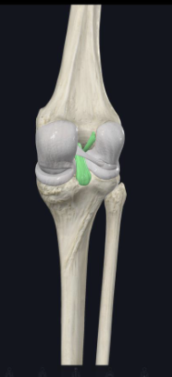 <p>__ ligament</p>