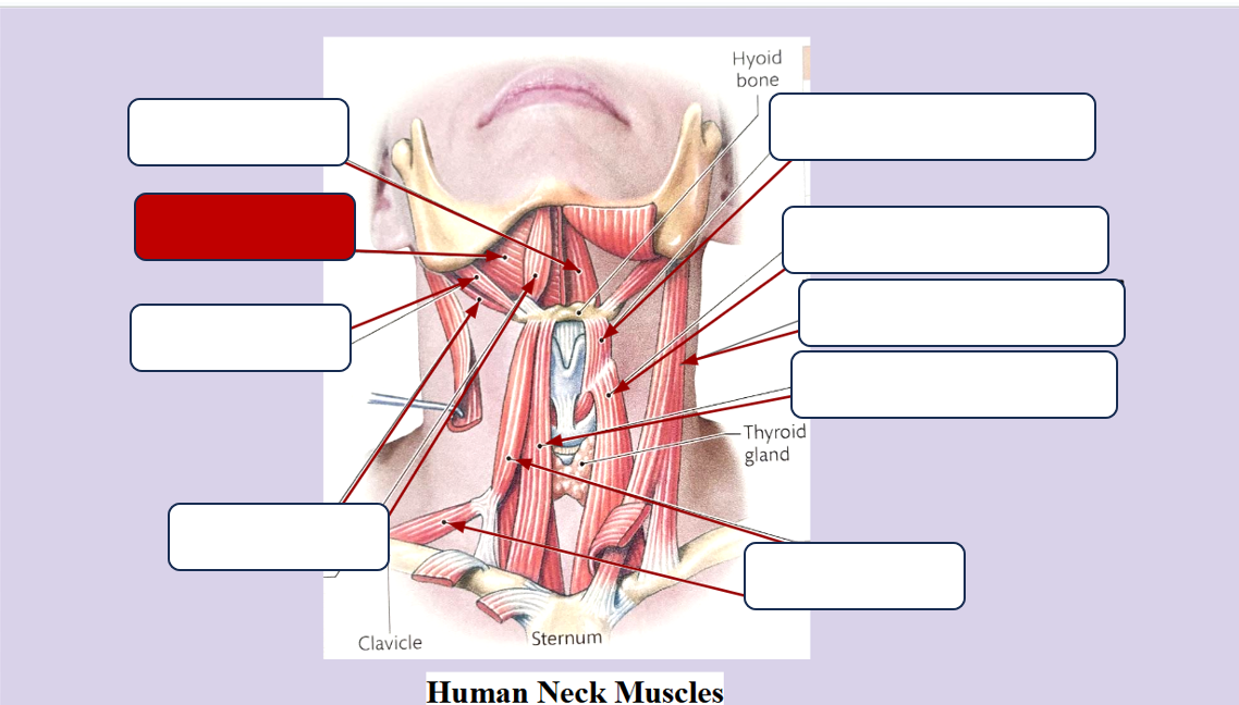 <p>Label the muscle</p>