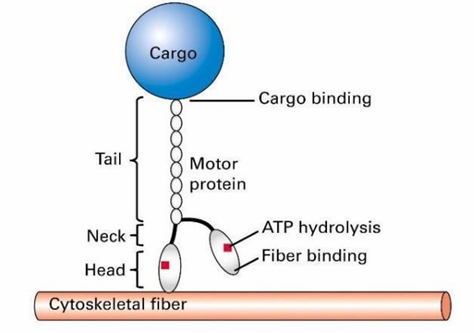 <ul><li><p>They step along their respective fibres using cycling chemical reactions</p></li><li><p>The head domains bind to a cytoskeletal fibre</p></li><li><p>Tail domain attaches to cargo </p></li><li><p>ATP hydrolysis provides energy for this movement</p></li></ul><p></p>